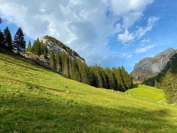 瑞士奥瓦尔登州阿尔卑斯山山脚下Pilatus地块和高山谷地的高山牧场和草原 施韦兹 — 图库照片