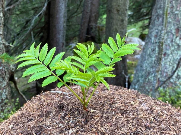 Ung Växt Och Dess Nya Liv Ovanpå Skogsmyrstack Alpnach Kanton — Stockfoto