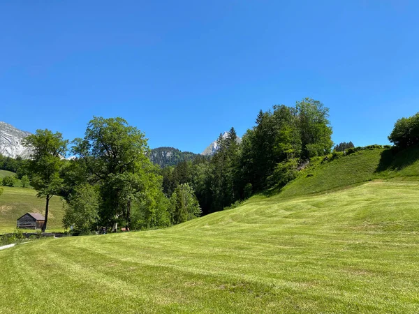 Pastagens Prados Alpinos Nas Encostas Cordilheira Churfirsten Região Obertoggenburg Wildhaus — Fotografia de Stock