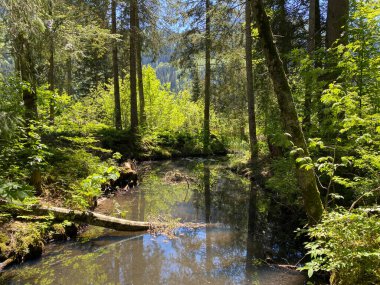 Churfirsten dağ sırasının yamaçlarında ve Obertoggenburg bölgesinde, Wildhaus - İsviçre 'nin St. Gallen Kantonu (Kanton St. Gallen, Schweiz)