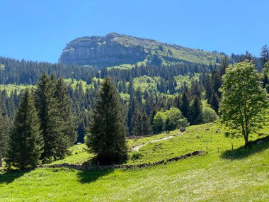 Churfirsten dağ sırasının yamaçlarında ve Obertoggenburg bölgesinde, Wildhaus - İsviçre 'nin St. Gallen Kantonu (Kanton St. Gallen, Schweiz)