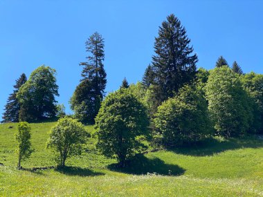 Churfirsten dağ sırasının yamaçlarında ve Obertoggenburg bölgesinde, Wildhaus - İsviçre 'nin St. Gallen Kantonu (Kanton St. Gallen, Schweiz)