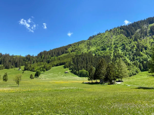 位于瑞士圣加仑州Wildhaus的Churfirsten山脉和Obertoggenburg地区斜坡上的高山牧场和草地 Schweiz Kanton Gallen — 图库照片