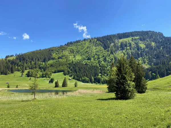 Pastagens Prados Alpinos Nas Encostas Cordilheira Churfirsten Região Obertoggenburg Wildhaus — Fotografia de Stock