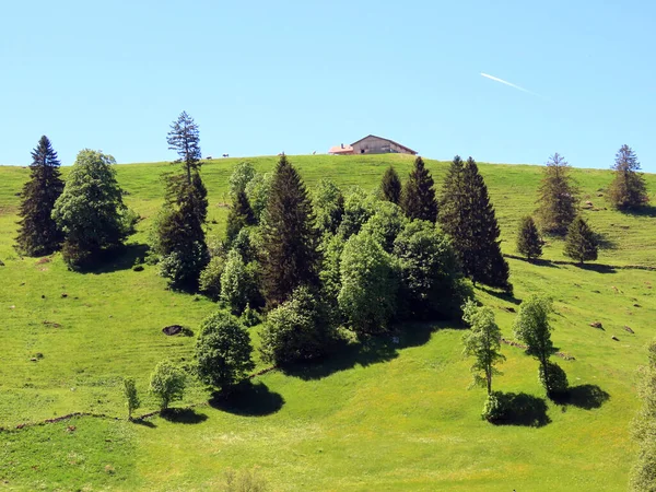 Blandskogar Och Gallrade Träd Sluttningarna Churfirsten Bergskedja Och Obertoggenburg Regionen — Stockfoto