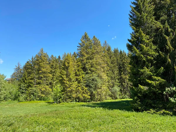 Churfirsten dağ sırasının yamaçlarında ve Obertoggenburg bölgesinde, Wildhaus - İsviçre 'nin St. Gallen Kantonu (Kanton St. Gallen, Schweiz)