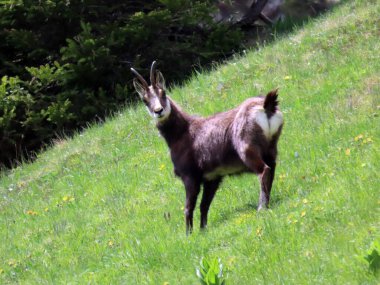 İsviçre Alpleri 'nin yüksek otlaklarında (Rupicapra rupicapra) ya da Die Alpengaemse (Gams oder Gamswild), İsviçre' nin Obwalden Kantonu (Kanton Obwalden, Schweiz)