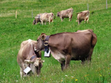 Pilatus 'un yamaçlarında ve dağın eteğindeki dağlık vadilerde inekler, Obwalden Kantonu, İsviçre (Kanton Obwalden, Schweiz)