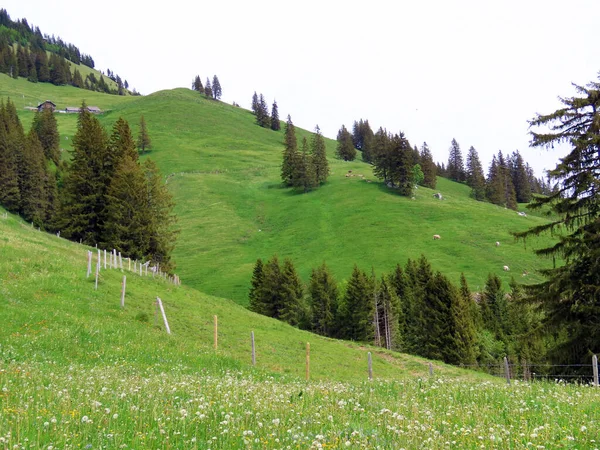 필라투스 마시프 사지에 알프스 기슭에 알프스 계곡에 스위스 — 스톡 사진