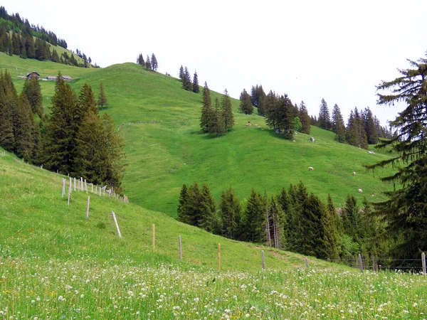 Alpnach Kanton Obwalden Schweiz Kanton Obwalden Schweiz Almen Und Weideland — Stockfoto