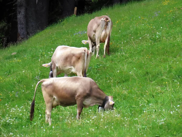 Krávy Loukách Pastvinách Svazích Masivu Pilatus Alpských Údolích Úpatí Hory — Stock fotografie