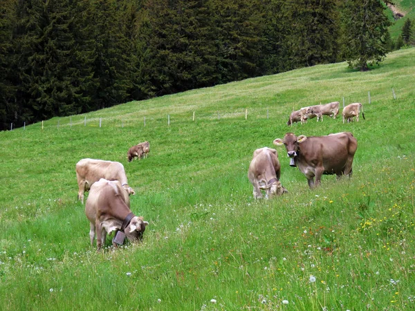 Koeien Weiden Weiden Hellingen Van Het Pilatus Massief Alpiene Dalen — Stockfoto