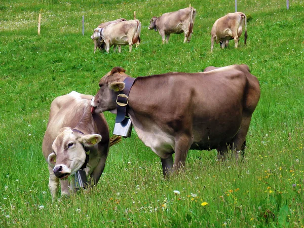 Pilatus 'un yamaçlarında ve dağın eteğindeki dağlık vadilerde inekler, Obwalden Kantonu, İsviçre (Kanton Obwalden, Schweiz)