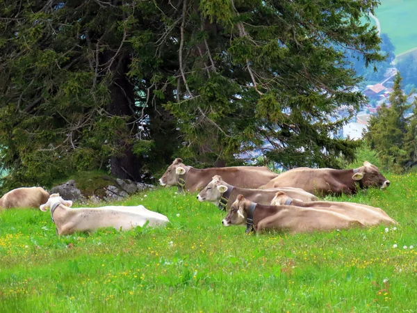 Krowy Łąkach Pastwiskach Zboczach Masywu Pilatus Oraz Dolinach Alpejskich Podnóża — Zdjęcie stockowe