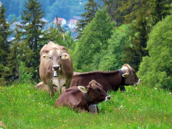 瑞士奥瓦尔登州Alpnach Canton Obwalden Kanton Obwalden Schweiz Pilatus地块山坡上和高山谷地的草地和牧场上的奶牛 — 图库照片