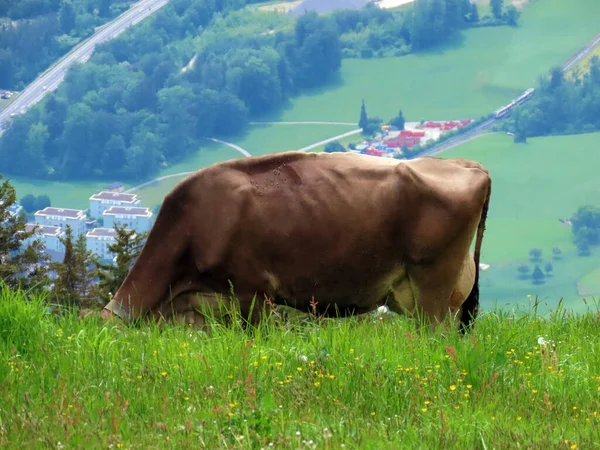 瑞士奥瓦尔登州Alpnach Canton Obwalden Kanton Obwalden Schweiz Pilatus地块山坡上和高山谷地的草地和牧场上的奶牛 — 图库照片