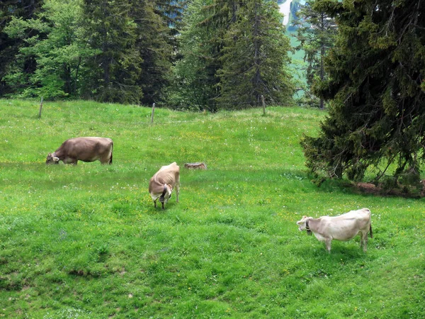 Krowy Łąkach Pastwiskach Zboczach Masywu Pilatus Oraz Dolinach Alpejskich Podnóża — Zdjęcie stockowe