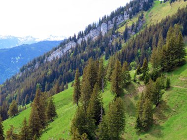 Evergreen ormanı veya kozalaklı ağaçlar Pilatus tepelerinin yamaçlarında ve dağ tepelerinin altındaki dağlık vadilerde, Alpnach - Obwalden Kantonu, İsviçre (Kanton Obwalden, Schweiz)