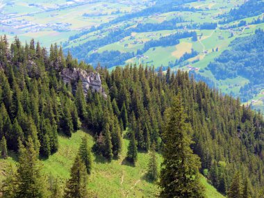 Evergreen ormanı veya kozalaklı ağaçlar Pilatus tepelerinin yamaçlarında ve dağ tepelerinin altındaki dağlık vadilerde, Alpnach - Obwalden Kantonu, İsviçre (Kanton Obwalden, Schweiz)