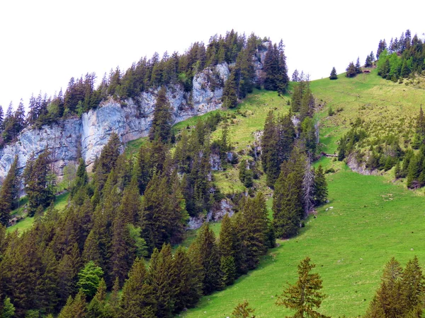 瑞士奥瓦尔登州Alpnach Canton Obwalden Kanton Obwalden Schweiz Pilatus地块斜坡上和高山下的常绿森林或针叶树 — 图库照片