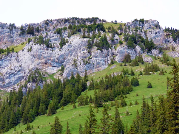 Bosque Siempreverde Árboles Coníferas Las Laderas Del Macizo Del Pilatus — Foto de Stock