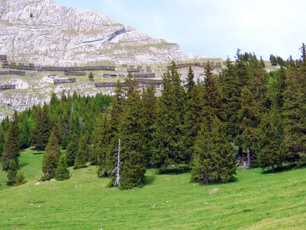 Evergreen Bos Naaldbomen Hellingen Van Het Pilatus Massief Alpiene Dalen — Stockfoto