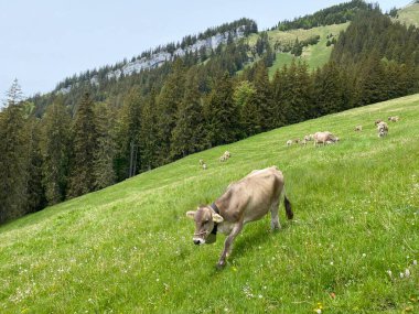 Pilatus 'un yamaçlarında ve dağın eteğindeki dağlık vadilerde inekler, Obwalden Kantonu, İsviçre (Kanton Obwalden, Schweiz)