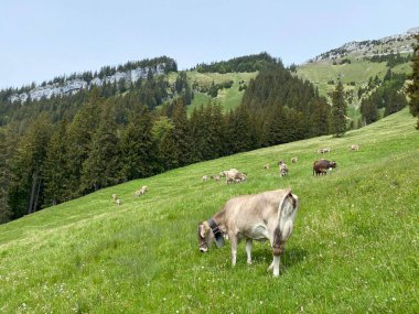 Pilatus 'un yamaçlarında ve dağın eteğindeki dağlık vadilerde inekler, Obwalden Kantonu, İsviçre (Kanton Obwalden, Schweiz)