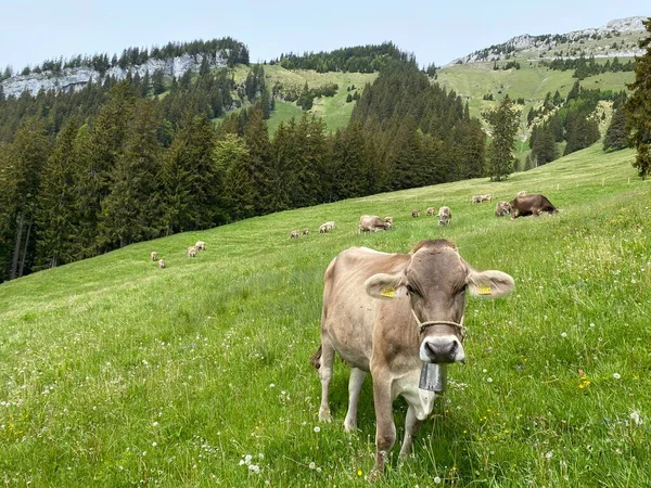 瑞士奥瓦尔登州Alpnach Canton Obwalden Kanton Obwalden Schweiz Pilatus地块山坡上和高山谷地的草地和牧场上的奶牛 — 图库照片