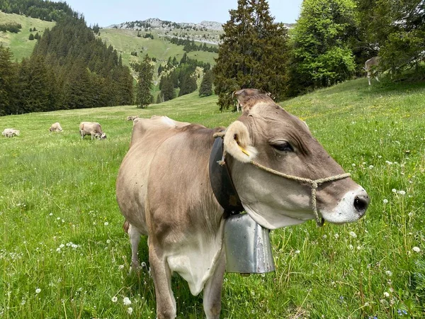 Vacas Nos Prados Pastagens Nas Encostas Maciço Pilatus Nos Vales — Fotografia de Stock