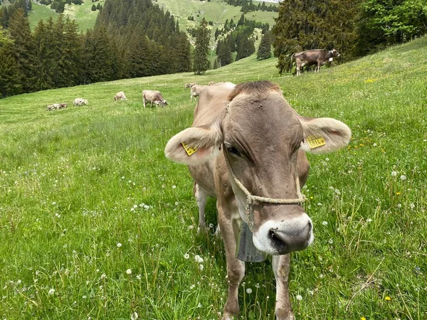 瑞士奥瓦尔登州Alpnach Canton Obwalden Kanton Obwalden Schweiz Pilatus地块山坡上和高山谷地的草地和牧场上的奶牛 — 图库照片