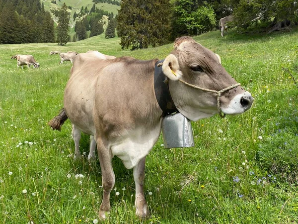 Vacas Nos Prados Pastagens Nas Encostas Maciço Pilatus Nos Vales — Fotografia de Stock