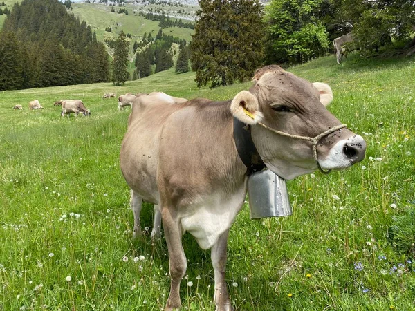 Vacas Nos Prados Pastagens Nas Encostas Maciço Pilatus Nos Vales — Fotografia de Stock