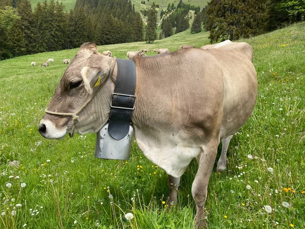 Vacas Nos Prados Pastagens Nas Encostas Maciço Pilatus Nos Vales — Fotografia de Stock