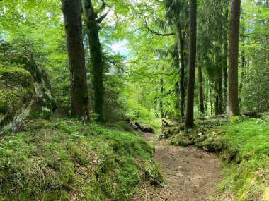 Yürürken, yürürken, spor yaparken ve dinlenirken dağların eteklerindeki dağlık vadilerde, Alpnach - Obwalden Kantonu, İsviçre (Kanton Obwalden, Schweiz)
