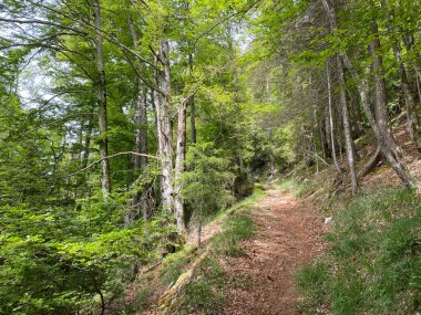 Yürürken, yürürken, spor yaparken ve dinlenirken dağların eteklerindeki dağlık vadilerde, Alpnach - Obwalden Kantonu, İsviçre (Kanton Obwalden, Schweiz)