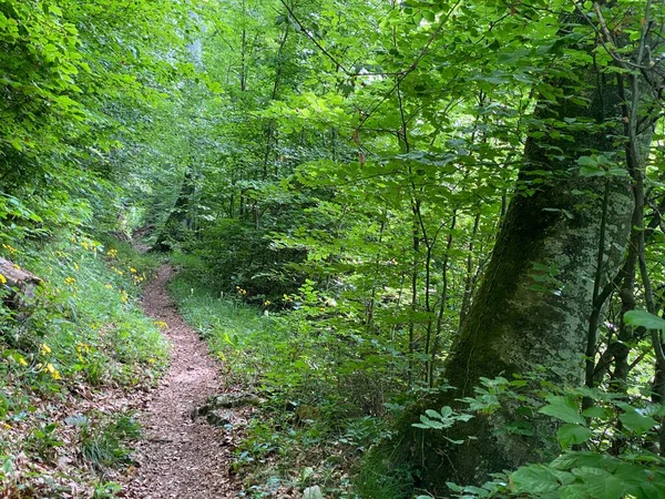 Trails Voor Wandelen Wandelen Sporten Recreatie Hellingen Van Het Pilatus — Stockfoto