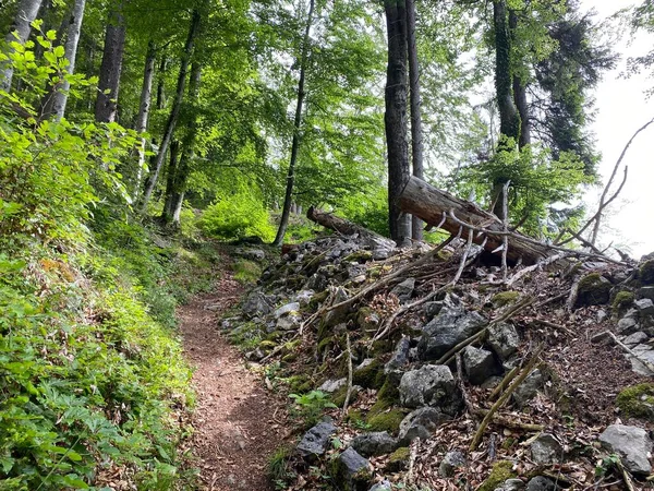 Yürürken Yürürken Spor Yaparken Dinlenirken Dağların Eteklerindeki Dağlık Vadilerde Alpnach — Stok fotoğraf