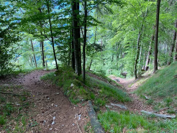 Stezky Pro Pěší Turistiku Sport Rekreaci Svazích Masivu Pilatus Alpských — Stock fotografie