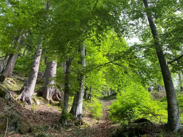 Trails for walking, hiking, sports and recreation on the slopes of the Pilatus massif and in the alpine valleys at the foot of the mountain, Alpnach - Canton of Obwalden, Switzerland (Kanton Obwalden, Schweiz)