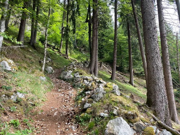 Séta Túrázás Sport Rekreáció Útvonalak Pilátus Hegység Lejtőin Alpesi Völgyekben — Stock Fotó