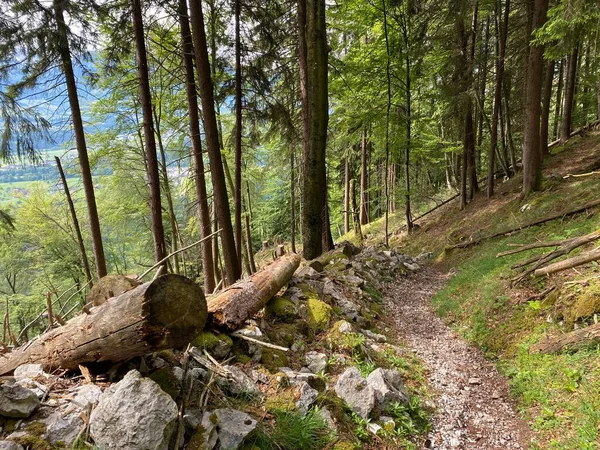 Trails for walking, hiking, sports and recreation on the slopes of the Pilatus massif and in the alpine valleys at the foot of the mountain, Alpnach - Canton of Obwalden, Switzerland (Kanton Obwalden, Schweiz)