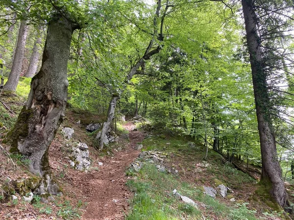 Wander Sport Und Erholungswege Den Hängen Des Pilatus Massivs Und — Stockfoto