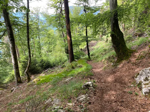 Stezky Pro Pěší Turistiku Sport Rekreaci Svazích Masivu Pilatus Alpských — Stock fotografie