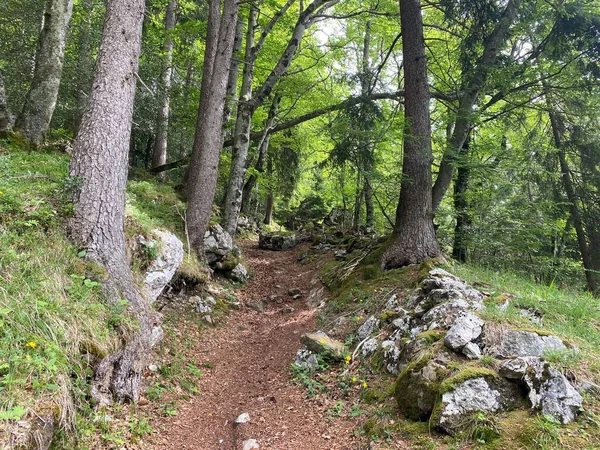 Yürürken Yürürken Spor Yaparken Dinlenirken Dağların Eteklerindeki Dağlık Vadilerde Alpnach — Stok fotoğraf