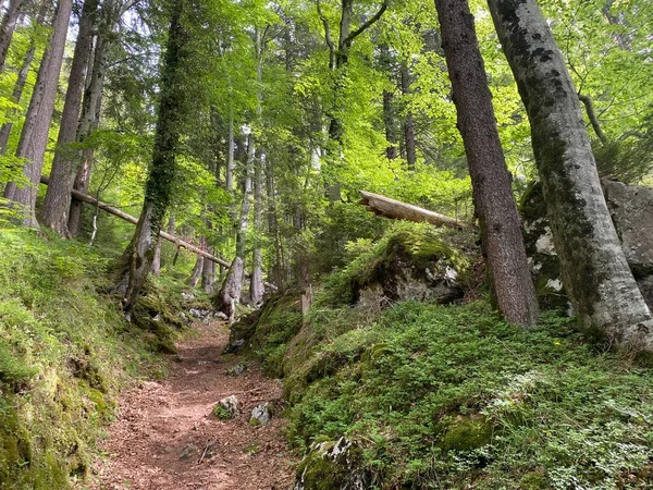Yürürken Yürürken Spor Yaparken Dinlenirken Dağların Eteklerindeki Dağlık Vadilerde Alpnach — Stok fotoğraf