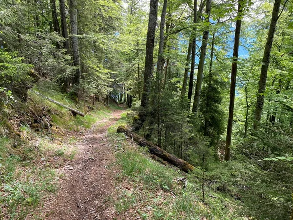 Trails Walking Hiking Sports Recreation Slopes Pilatus Massif Alpine Valleys — Stock Photo, Image