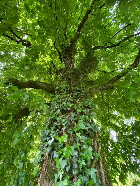 Park Liściasty Osadzie Alpnach Wierzchołkach Drzew Wzdłuż Strumienia Kleine Schliere — Zdjęcie stockowe