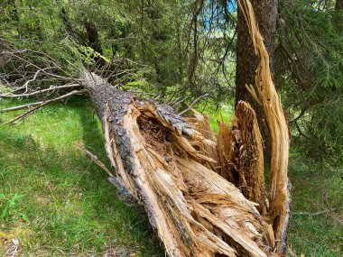 Karışık ormanlar ve inceltilmiş ağaçlar Pilatus tepelerinin yamaçlarında ve dağ tepelerinin altındaki dağlık vadilerde, Alpnach - Obwalden Kantonu, İsviçre (Kanton Obwalden, Schweiz)