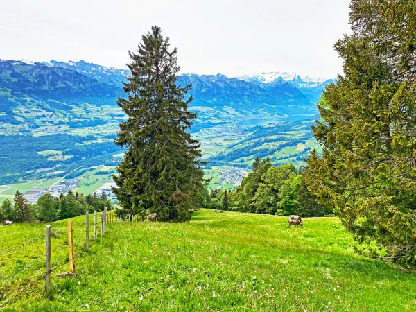 Склонах Горы Пилатус Долинах Подножия Горы Кантон Обвальден Швейцария Кантон — стоковое фото